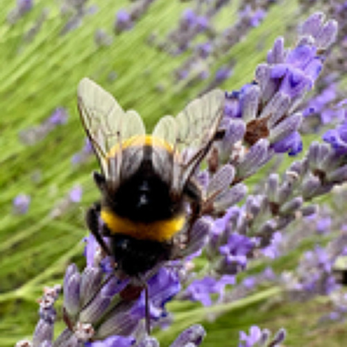 30-jähries Bestehen der Sächsischen Gartenakademie