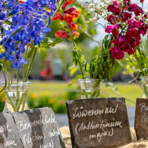 Pillnitzer Gartentag 2025