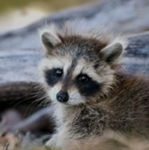 Informationsgespräch zu  -Waschbären in der Stadt-